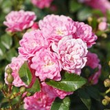 Ашамед Фейри_0x160 Любимый сад